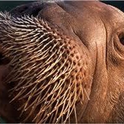 Profile Picture of Jacob De Vries (@kobus2502) on Twitter