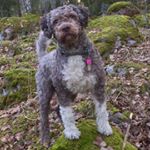 Profile Picture of Lagotto Pessi🐾 from Finland🇫🇮 (@pessikoira) on Instagram