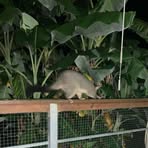 Profile Picture of Felix Pearson (@Felix-Pearson) on Facebook