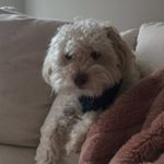 Profile Picture of Chris Isken (@chrisshoopo) on Instagram