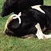 Profile Picture of Shawna Tipton (@shawna0985) on Pinterest