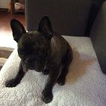 Profile Picture of Tickle Pickle Hunter (@theadventuresoftickle) on Instagram