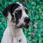 Profile Picture of Ruby Dog Alemão Arlequim (@ruby.dogalemao) on Instagram