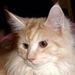 Profile Picture of Elfie Ceelen (@3elfje) on Pinterest