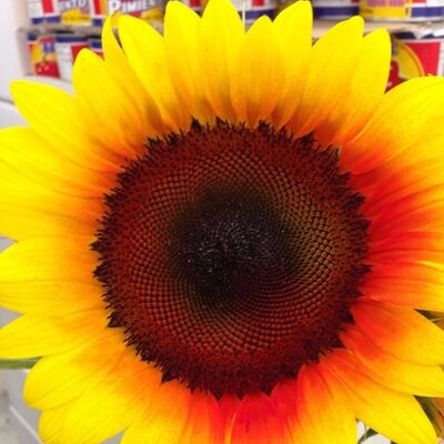 Profile Picture of Paula (@@PaulaPeden60) on Twitter