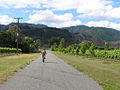 Profile Picture of Renwick, New Zealandon Wikipedia