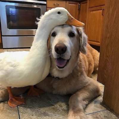 Profile Picture of Mike (@atilla04031020) on Twitter
