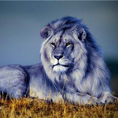 Profile Picture of Eric Almodovar (@Ericlion46) on Twitter