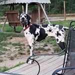 Profile Picture of Carol Lefever (@carol_lefever) on Instagram