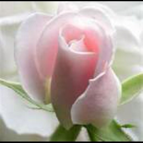 Profile Picture of Angi Fankhauser (@angif) on Poshmark