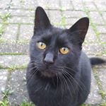 Profile Picture of Laura Burrell (@sammy_boy_the_black_cat) on Instagram