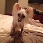 Profile Picture of Sylvia Ryan (@sylvia.ryan2015) on Instagram