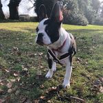 Profile Picture of Logan Neill (@loganthefrenchton) on Instagram