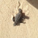 Profile Picture of Christopher Clarke (@seaturtlechris) on Instagram