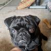 Profile Picture of Matthew McTaggart (@weeblackpugdugpop) on Tiktok