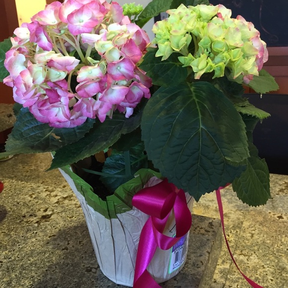 Rose Mariani - Poshmark Profile Picture of Rose Mariani (@rosee1) on Poshmark