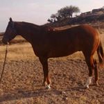 Victor Almaguer - Instagram Profile Picture of Victor Almaguer (@almaguer_victor) on Instagram