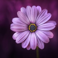 Profile Picture of Crystal Li (@crystal-li-84) on Quora