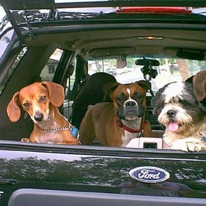 Profile Picture of Sandi Valencia-yarbrough (@sandidawg) on Myspace