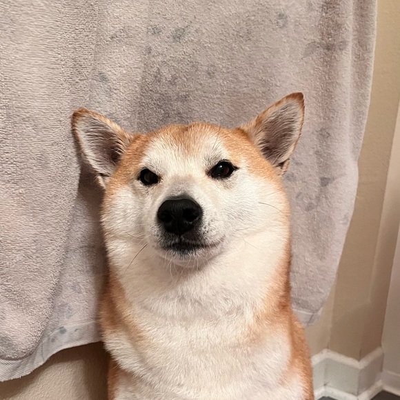 Profile Picture of Jay Liu (@jayliuuu) on Poshmark