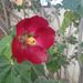 Profile Picture of Rachel Hutter (@rmhutter) on Pinterest