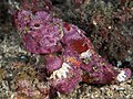 Profile Picture of Flasher scorpionfishon Wikipedia