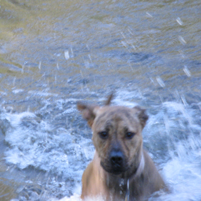 A Deserio - Twitter Profile Picture of A Deserio (@@caroldeserio) on Twitter