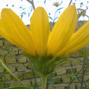 Profile Picture of Amir Rezai (@amirrezai9572) on Youtube