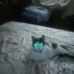 Profile Picture of Robert Cocchimiglio (@robertcocchimiglio) on Instagram