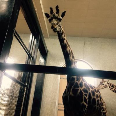 Profile Picture of Emma Maclean (@dryslwynemma) on Twitter