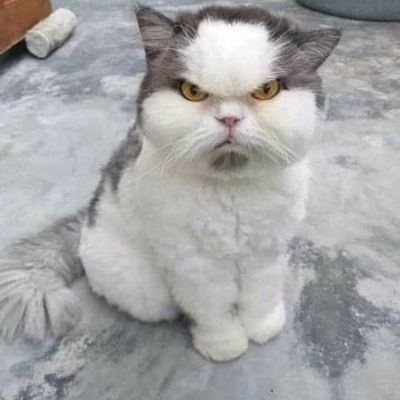 Profile Picture of Marilyn Montroy (@Thunderbroad) on Twitter