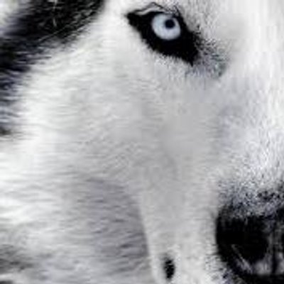 Profile Picture of Ellie Lloyd Parry (@SpiritOfAlaska_) on Twitter
