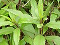 Profile Picture of Eupatorium fortuneion Wikipedia