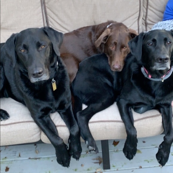 Profile Picture of Greg Corley (@paww201) on Poshmark