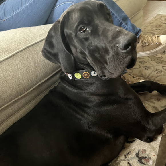 Profile Picture of Kayla Norvis (@kaylanorvis115) on Poshmark