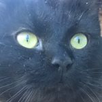 Profile Picture of Chris Goss (@applescause27) on Instagram