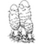 Profile Picture of Verein Für Pilzkunde Laufental-thierstein (@verein für pilzkunde laufental-thierstein) on Flickr