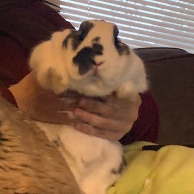 Profile Picture of Butt Stuff (@carly_stuff) on Twitter