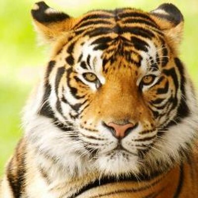 Profile Picture of Ben Pattison (@TaterTotNinja19) on Twitter
