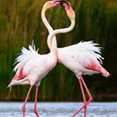 Profile Picture of AJ (@@andrew_johannes) on Twitter