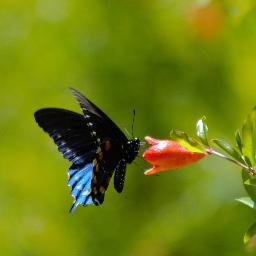 Profile Picture of Danielle Jauregui (@NinnyJauregui) on Twitter