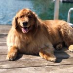 Profile Picture of Mary Kemper (@atlasthebigreddog) on Instagram