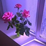 Profile Picture of 김연희 (@yeonhee_0821) on Instagram