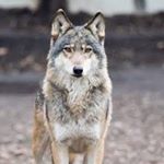 Profile Picture of Bradley Wong Xiu (@bradley_wong_xiu) on Instagram