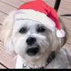 Profile Picture of Jonathan_nick0 (@jurassicparkfan13) on Tiktok