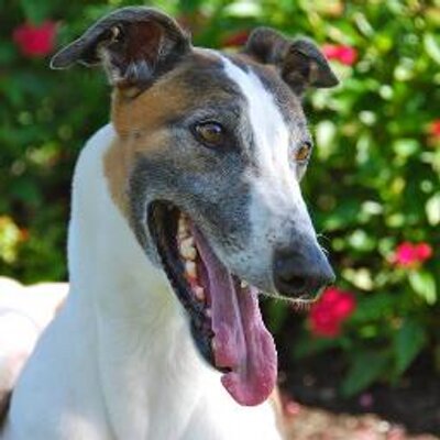 Profile Picture of Lori Shepard Grasso (@greytgreyhounds) on Twitter