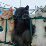 Profile Picture of ELISABETHa (@lisa.gerlingerl2019) on Instagram