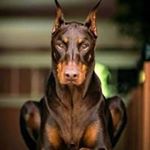 Profile Picture of Stacey Belknap (@staceybelknap) on Instagram