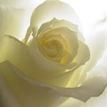 Profile Picture of Xiaoying Xu (@xyxu2000) on Instagram