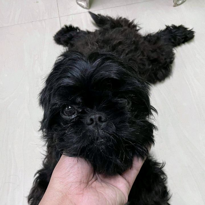 Profile Picture of Clarissa Mateo (@bluced) on Tiktok